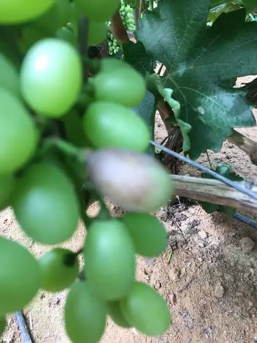 葡萄粒子烂了葡萄灰霉病损失巨大怎么防治