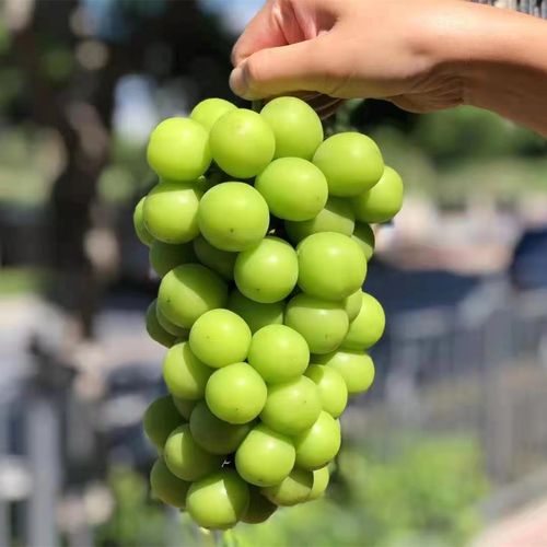 日本晴王香印葡萄妮娜皇后 天花板级别超大粒 花香果香酒香包顺丰