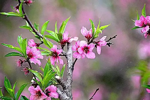 人面桃花相映红图片_人面桃花相映红图片大全_人面桃花相映红图片素材