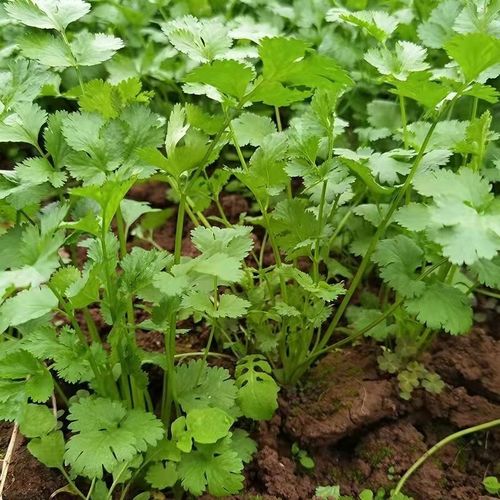 新鲜香菜山东老香菜火锅菜芫荽绿色蔬菜农家种植调味提鲜现摘现发 1斤