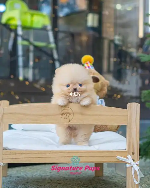 韩国奶油色小体博美弟弟到店 可飞北美7615