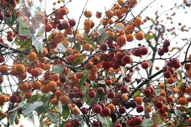 diospyros kaki var. silvestris