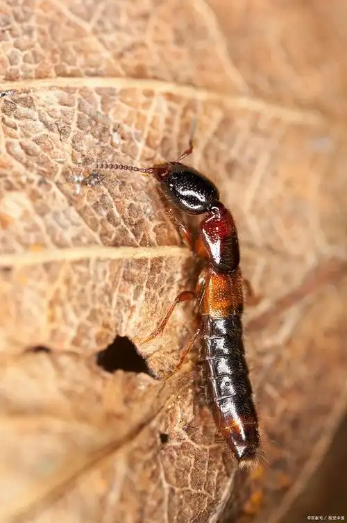 隐翅虫是一种分布广泛的昆虫,属于甲虫目,有着黑色或棕色的硬壳和强大