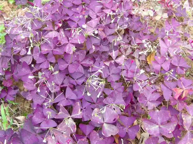 【4,紫叶酢浆草(紫三叶草)】