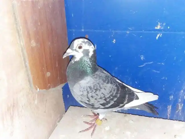 回血返祖小李鸟【图片】-中信网各地鸽舍