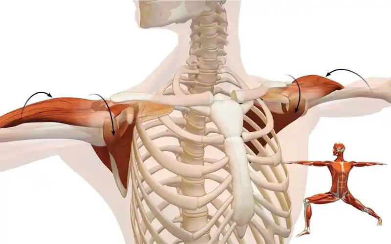 肩部肌肉是如何协同工作的