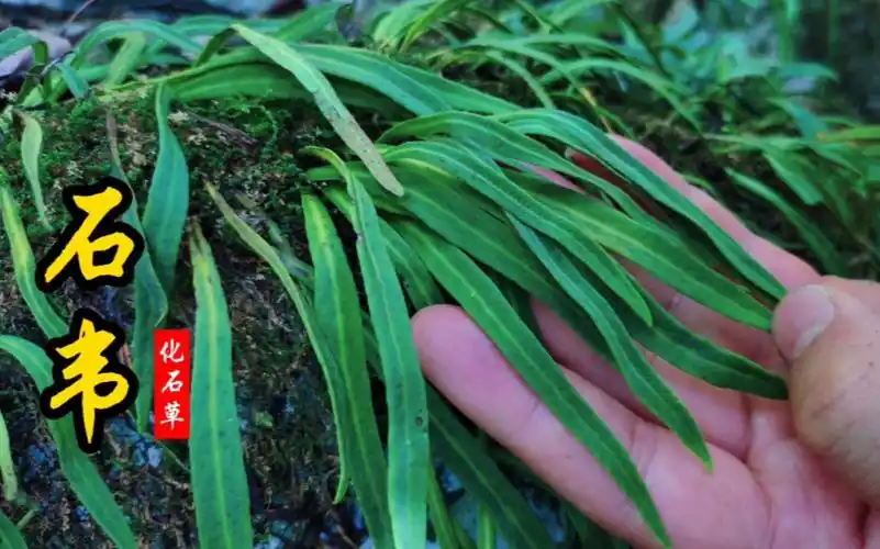 石韦又名化石草,有最古老茶类之称,被誉为"结石"的克星!