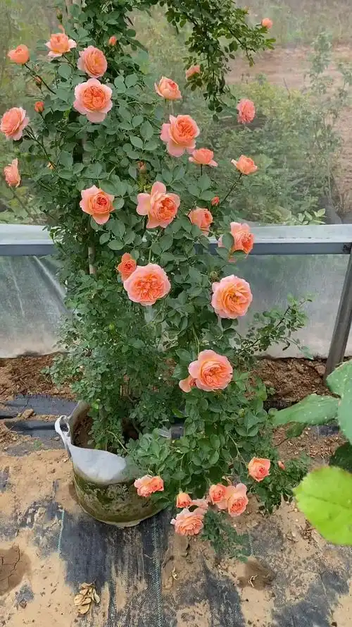 藤本月季甜梦花量多花期长多季循环开花