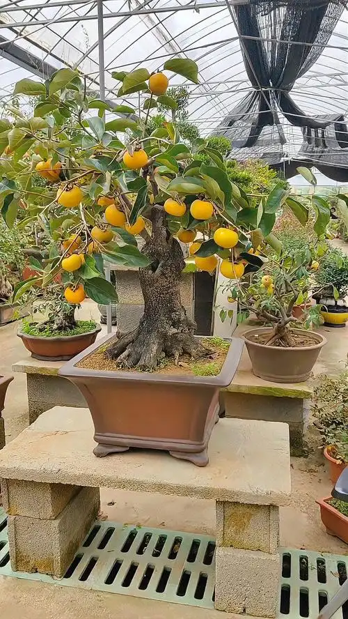 满树大柿子老桩柿子树,根盘粗壮冠幅饱满,柿子寓意事事如意