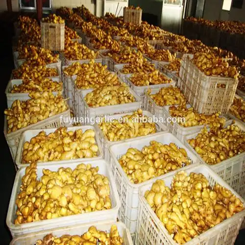 2014 cheap an qiu yellow color fresh ginger