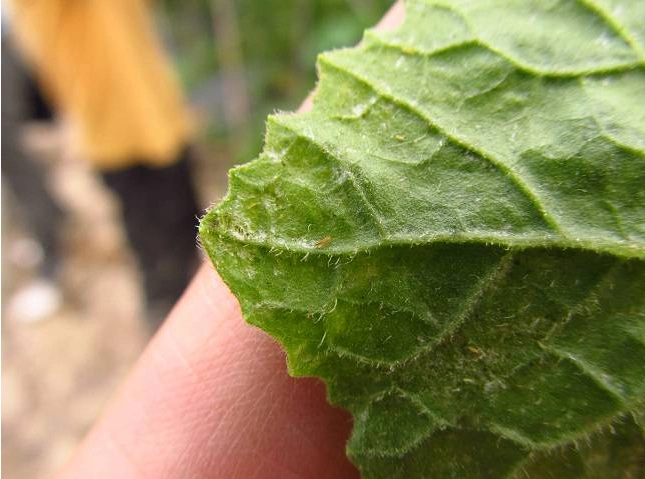 打黄瓜蓟马用什么药好,黄瓜抗性蓟马防治技术