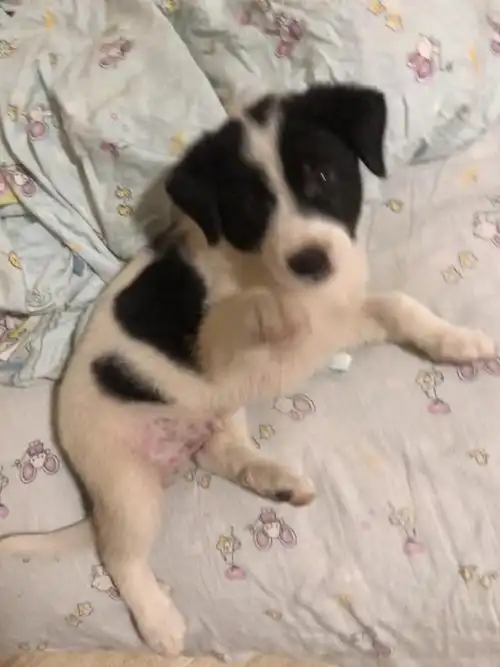 武汉黑白小土狗无偿领养