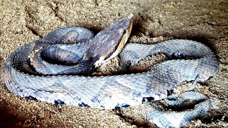 "岩头斑"书名"五步蛇"道真气候,环境条件都适合蛇类生存.