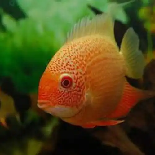 喷点菠萝鱼活体菠萝鱼热带观赏鱼宠物鱼淡水龙鱼配鱼混养红宝石