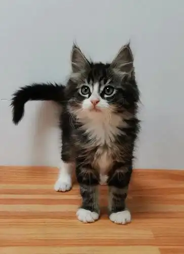 开脸虎斑加白(白手套)缅因猫弟弟找新家