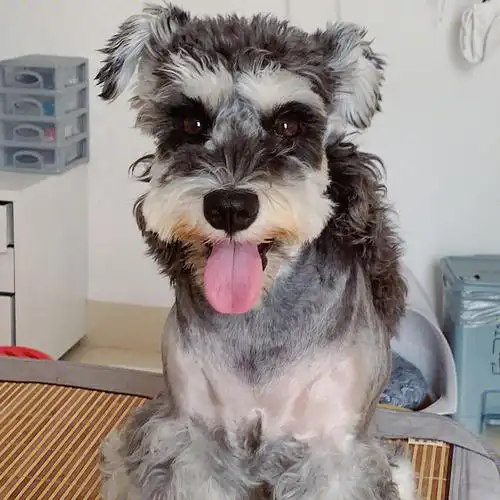 世界上怎么有这么可爱的雪纳瑞