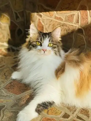 1223更新超美的长毛三花田园猫哦