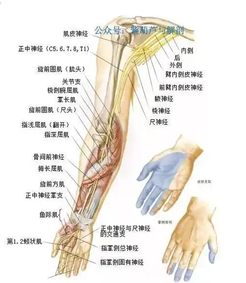 正中神经穿过喙肱肌,分布于喙肱肌,肱二头肌和肱肌,然后作为前臂外侧
