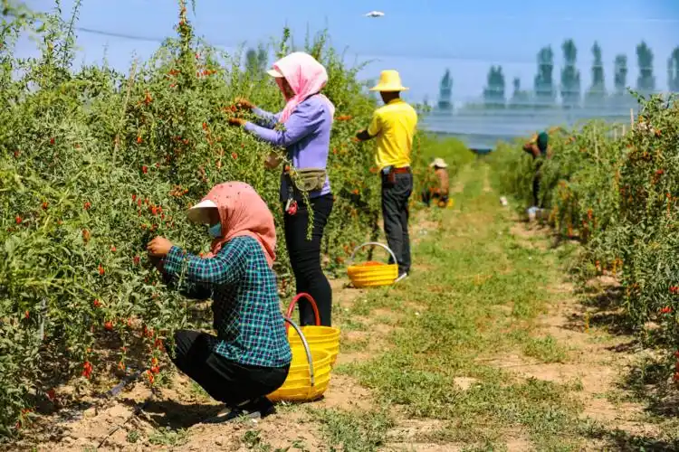 8月10日,记者在宁夏固原市原州区三营镇甘沟村宁夏正杞红枸杞产业种植