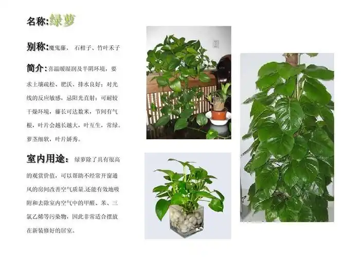 无忧文档 所有分类 农林牧渔 林学 室内植物介绍ppt 名称:绿萝 别称