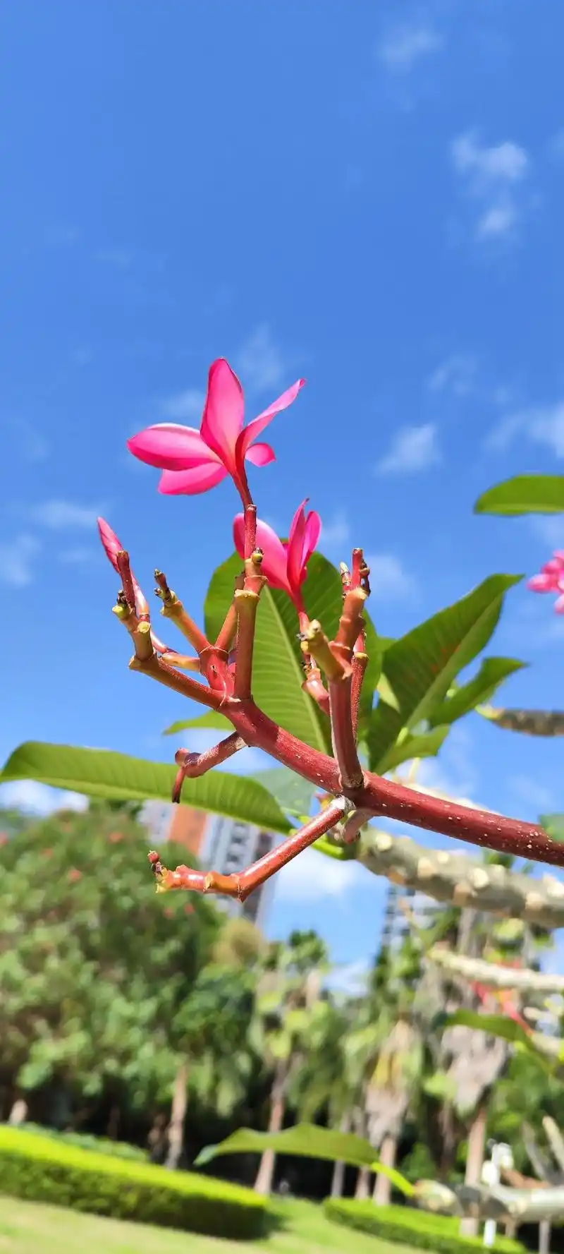 鸡蛋花高约5米,枝条粗壮,带肉质,具丰富乳 a),别名大季花 - 抖音