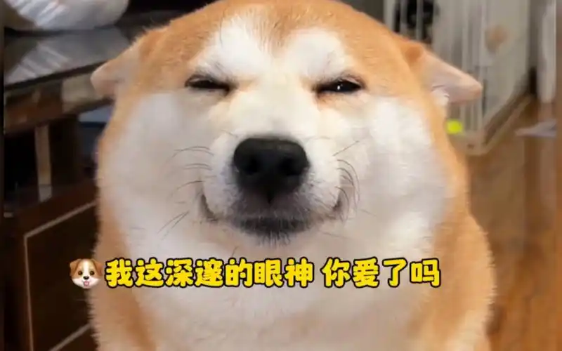 伸手不打笑脸柴,柴犬是怎么笑的这么鬼迷日眼的