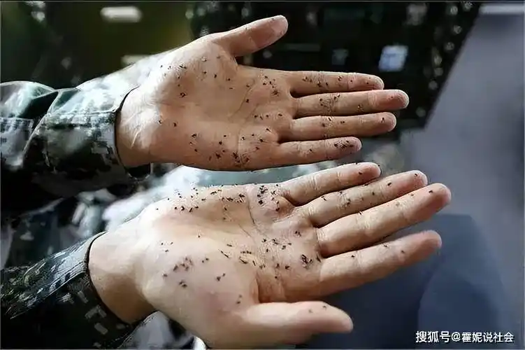 5公斤_蚊子_人类_蚊虫