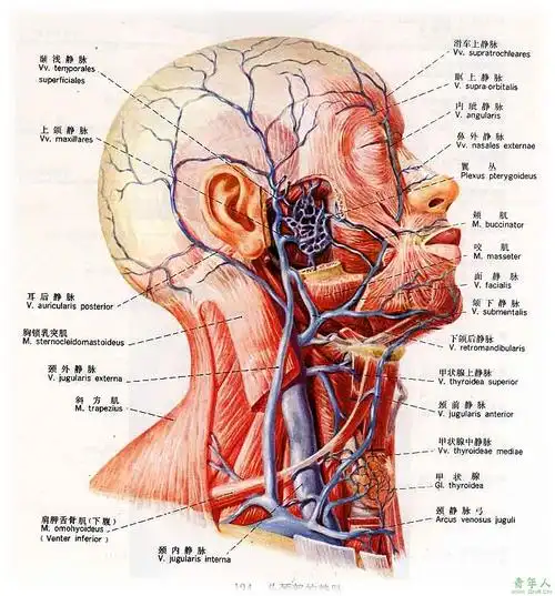 头颈的基本信息