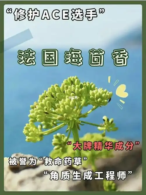 科普个抗衰修复一把手的护肤成分海茴香