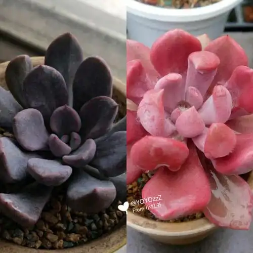 多肉丘比特生长记录