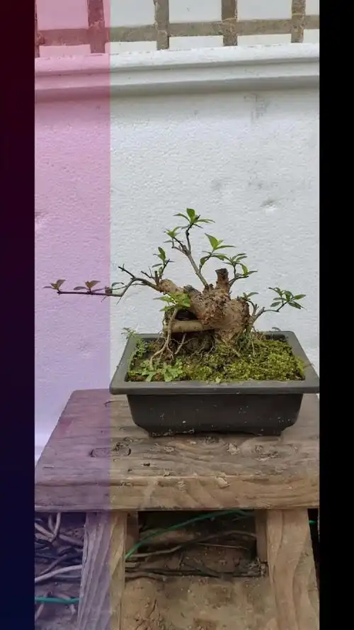 盆景#一棵水杨梅老桩