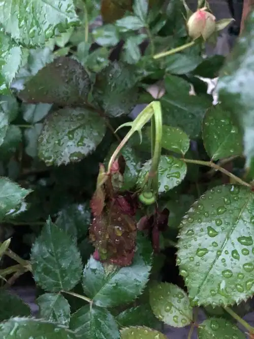 月季被茎蜂霍霍了