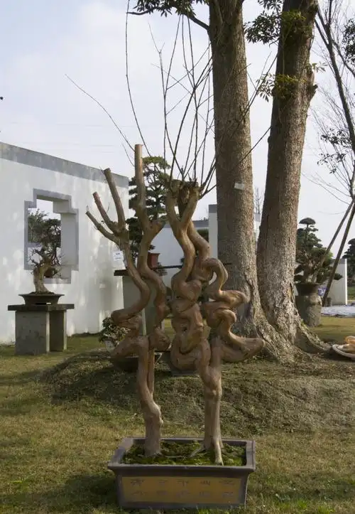 紫薇艺术造型与灵感来源