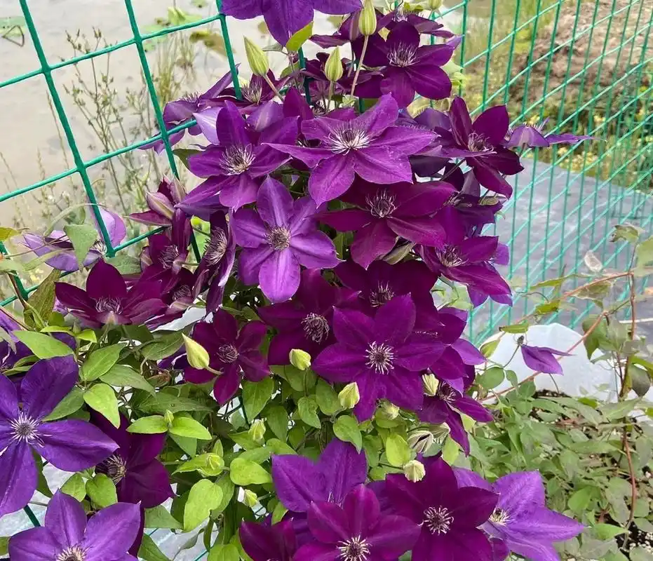 喜欢就养这款——铁线莲"紫水晶美人",f系,中小型品种,株高仅一米多