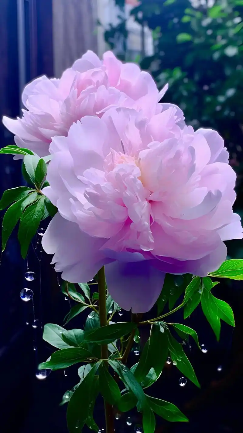 牡丹花,中华名花,富贵吉祥图腾.花艳如火,瓣丰如饼,姿态万千 - 抖音