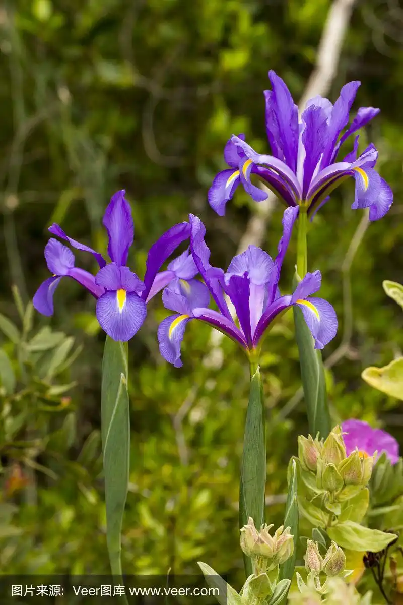 西班牙鸢尾(鸢尾)花