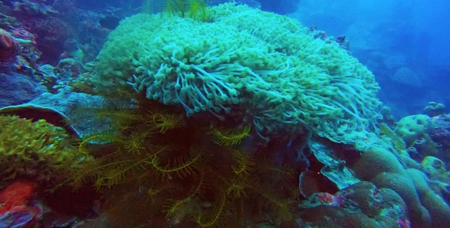 海底的植物有哪些?就算在海里也能有"森林"