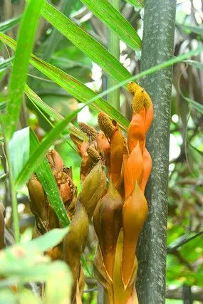 越南湄公河的水椰子树果实