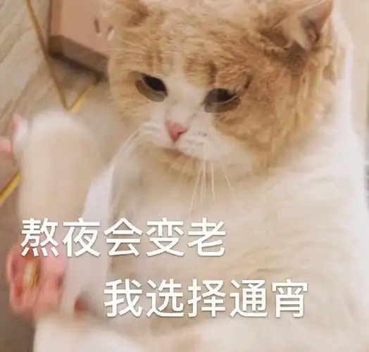 萌宠gif猫星人gif熬夜会变老gif黑眼圈gif搞怪gif逗gif呆萌gif