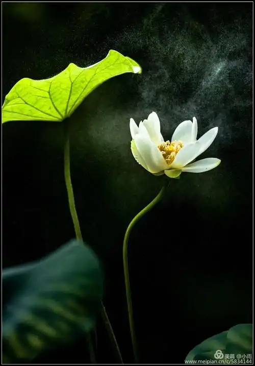 我愿是一朵莲,只把临水姿势,淡泊纯洁写意,看一痕水翻阅, 己褪色的