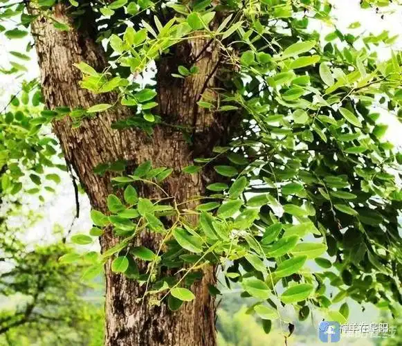 古树沧桑漫谈阜阳神奇树种黄檀树