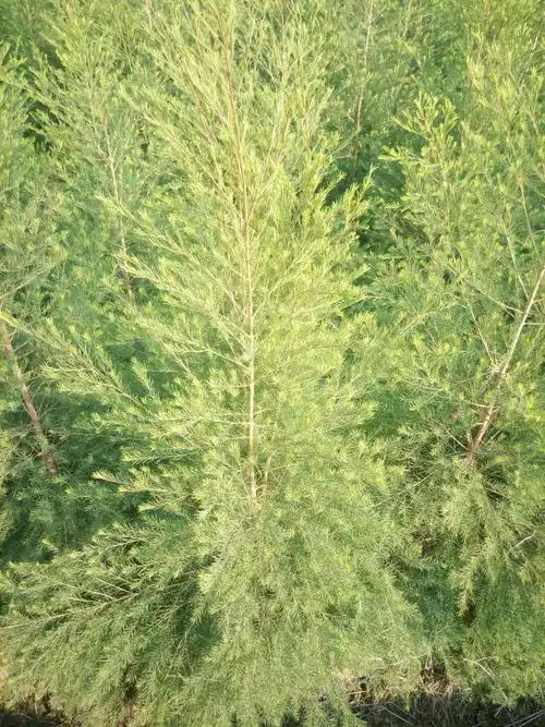 热销澳洲茶树纯露