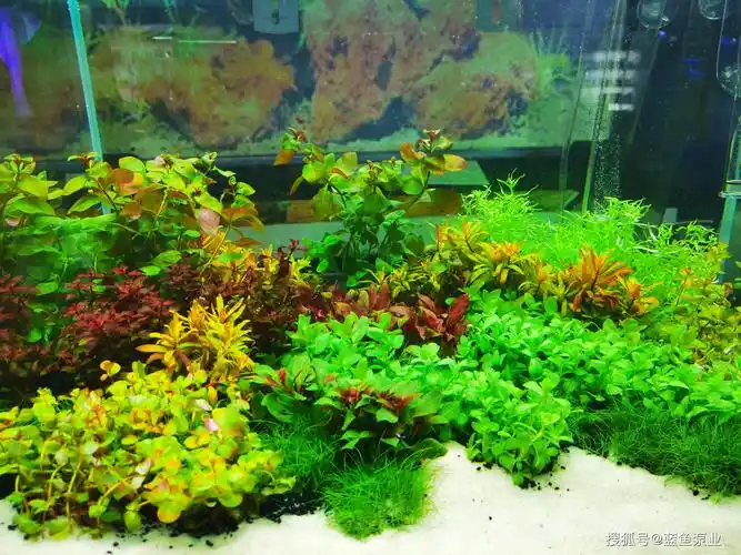 水草在鱼缸里养不活的原因及解决办法