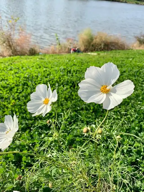拍的白色秋英(波斯菊),现在看来比粉红色的更吸引眼球…… - lina花语