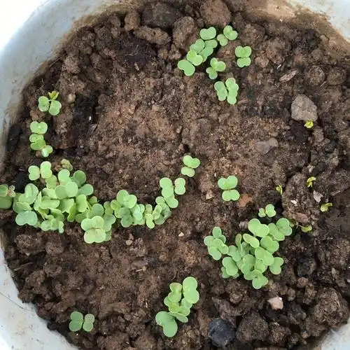 茗儿小厨做的早餐612016年8月18日