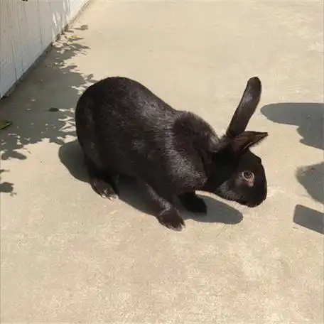 自家养殖中华莲山黑兔种兔肉兔活体大型纯黑兔成年种兔可繁殖中华黑兔