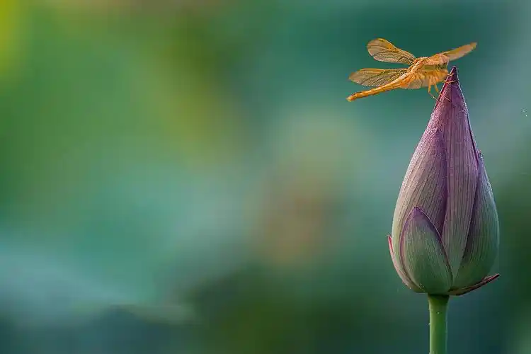 荷花微距摄影唯美高清图片桌面壁纸
