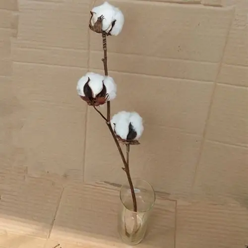 棉花枝干花植物软装插花花束婚庆商务农家乐家居装饰拍摄道具