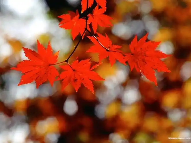 秋天火红的枫叶高清图片素材35p