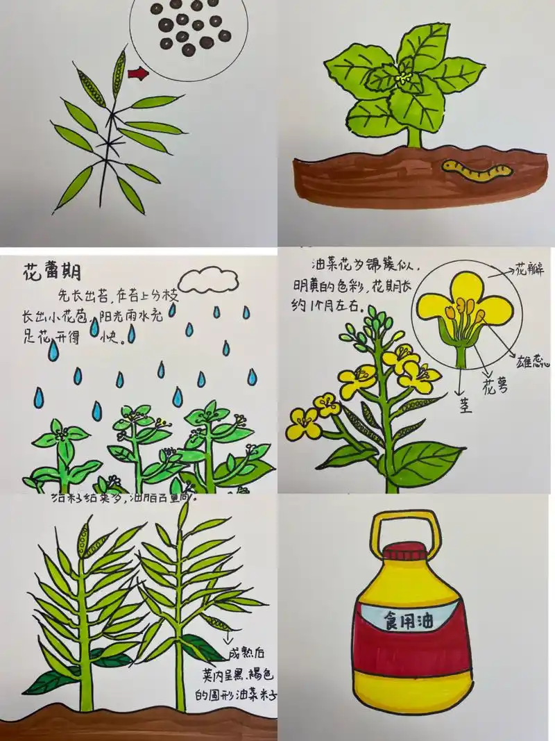 油菜花生长记 有线稿哦手抄报 手抄报线稿 儿童画 植物生长日记
